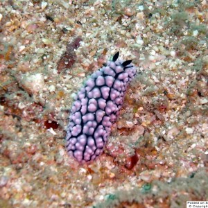 Nudibranch