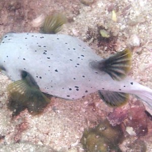 Boxfish