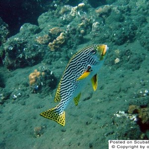 Sweetlips