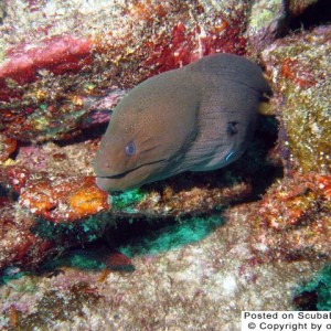 Moray