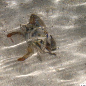crab in the shallows