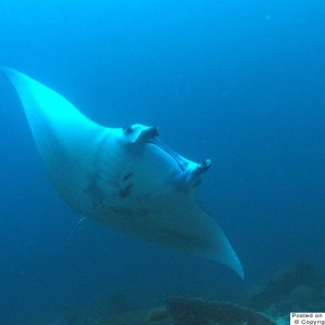 Manta Ray