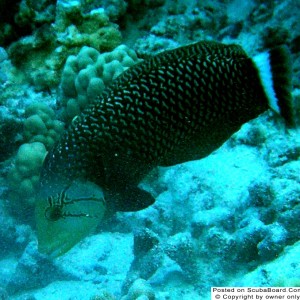 Adult_Rockmover_Wrasse-2
