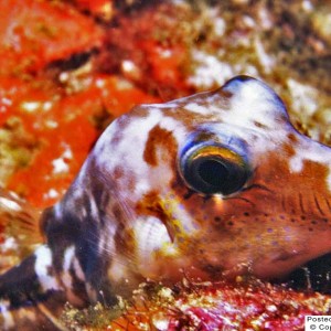 Sharpnosed Puffer