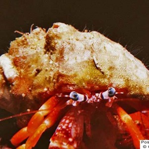Hermit Crab2