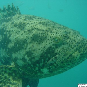 Key West, Looe Key Jew Fish