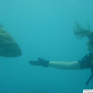 Key West, Looe Key Jew Fish