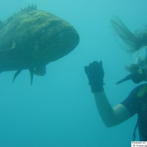 Key West, Looe Key Jew Fish