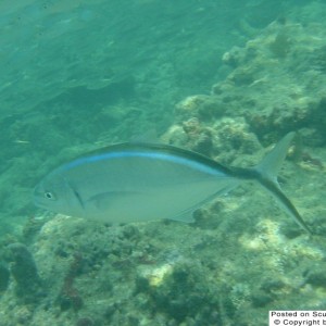 Pelican Shoal, Key West