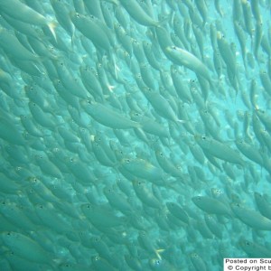 Pelican Shoal, Key West