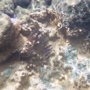 Kapoho Tide Pools