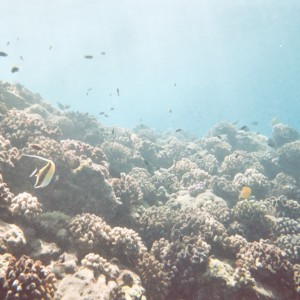 Corals off Kona