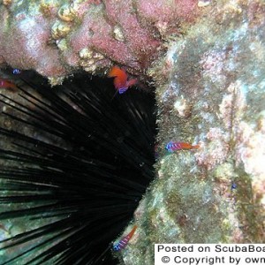 urchin with blue banded cobies