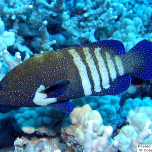 peacock grouper