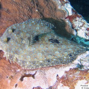 peacock flounder