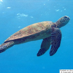 Honu