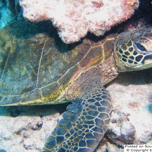 Another honu