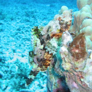 scorpionfish