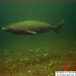 Greenlandshark.