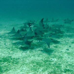 Juvenile manta rays