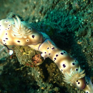 Nudibranch, Tulamben