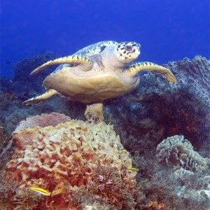 Turtle-3