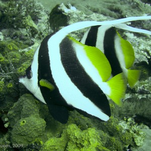 Sipadan and Mabul diving