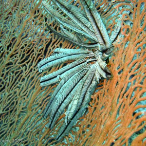 Sipadan and Mabul diving