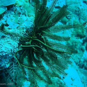 Sipadan and Mabul diving