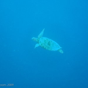 Sipadan and Mabul diving