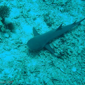 Sipadan and Mabul diving