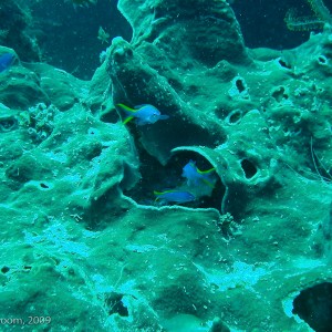 Sipadan and Mabul diving