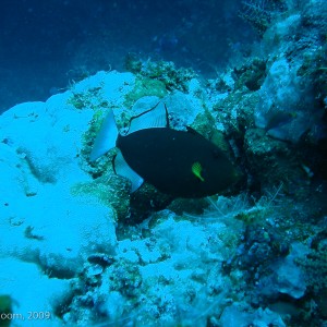 Sipadan and Mabul diving