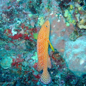 Sipadan and Mabul diving