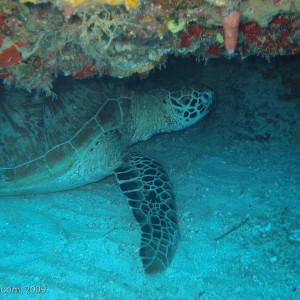 Sipadan and Mabul diving