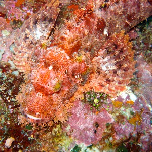 Sipadan and Mabul diving