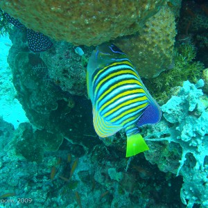 Sipadan and Mabul diving