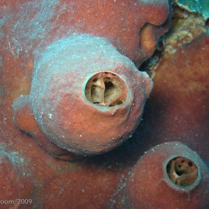 Sipadan and Mabul diving