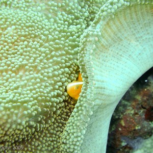 Sipadan and Mabul diving