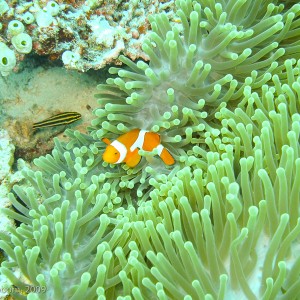 Sipadan and Mabul diving