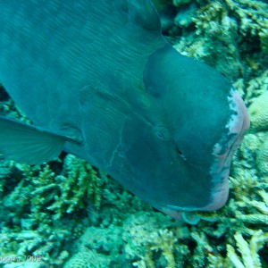 Sipadan and Mabul diving