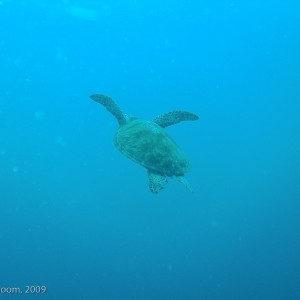 Sipadan and Mabul diving