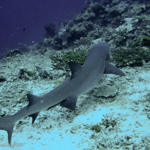 Sipadan and Mabul diving