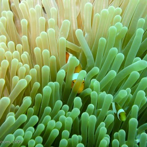 Sipadan and Mabul diving