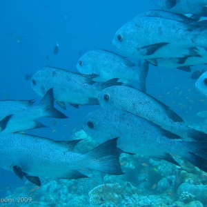 Sipadan and Mabul diving