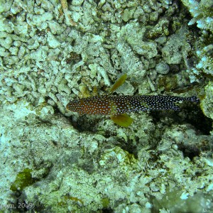 Sipadan and Mabul diving