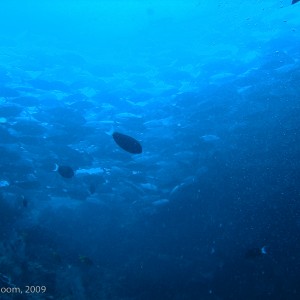 Sipadan and Mabul diving