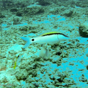 Sipadan and Mabul diving