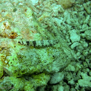 Sipadan and Mabul diving