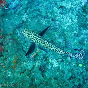 Sipadan and Mabul diving